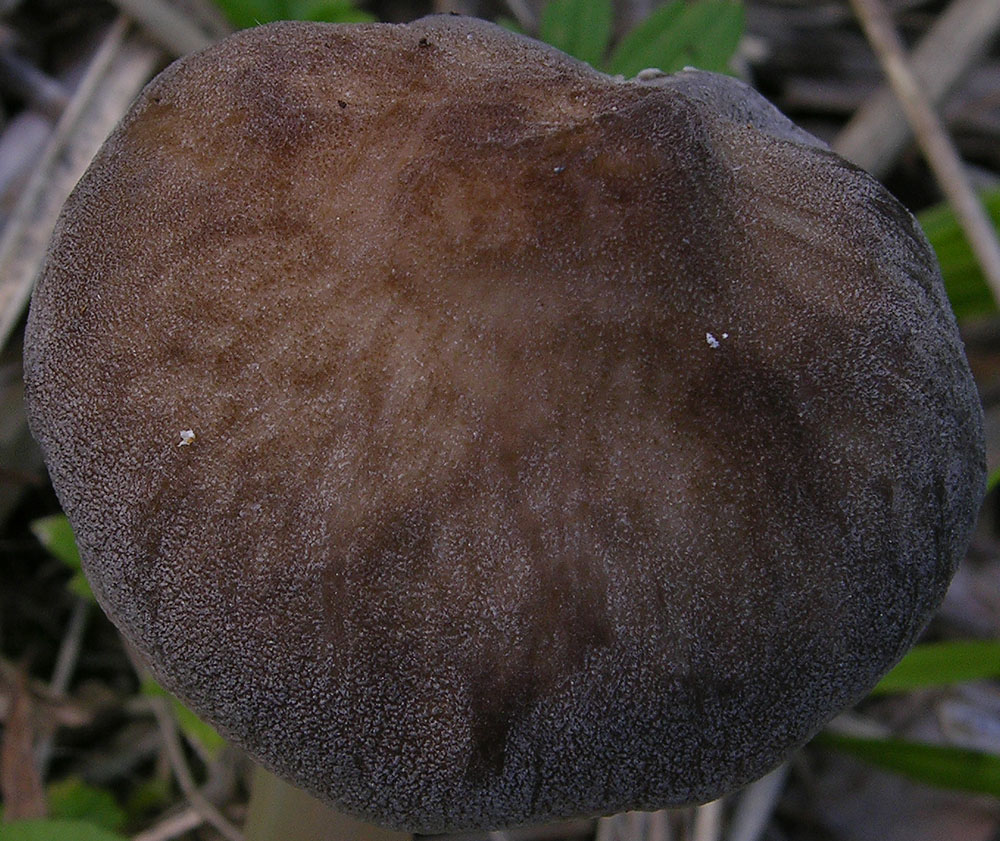 bellissimo e difficile qiuz